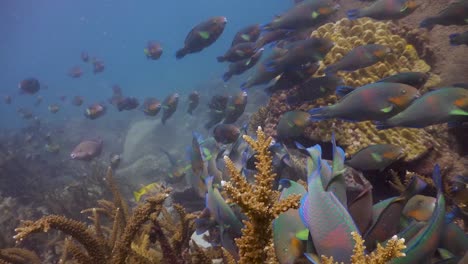 School-of-Parrotfish-swimming-among-coral-reef-grazing-algae-in-Koh-Tao,-Thaikand