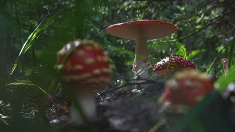 Giftige-Amanita-Muscaria-Pilze-Im-Wald