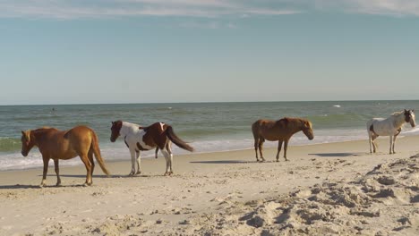 Four-wild-horses-sunbathing-on-the-beach