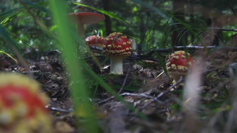 Fly-Agaric-or-Amanita-Muscaria-Poisonous-Mushrooms-With-a-Red-Cap-and-White-Spots