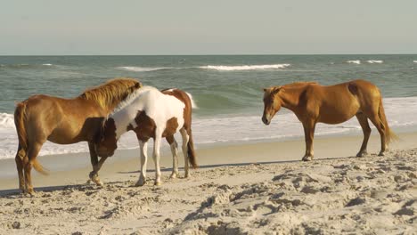 Three-Wild-horses-on-the-sea-shore