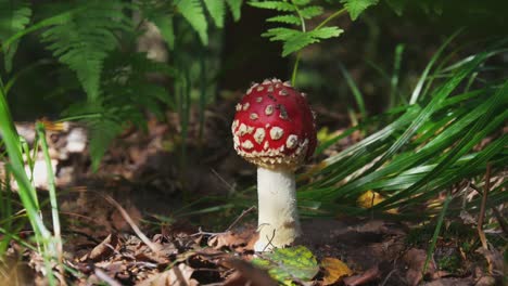 Fliegenpilz-Oder-Amanita-Muscaria-Giftiger-Pilz-Mit-Roter-Kappe-Und-Weißen-Flecken-Im-Wald