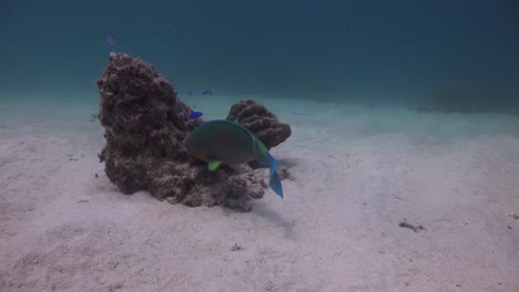 Parrotfish-grazing-on-coral-algae-with-camera-moving-closer-underwater-in-Koh-Tao,-Thailand