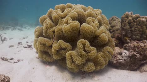 Camera-moving-towards-soft-coral-in-Koh-Tao,-Thailan