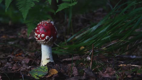 Fly-Agaric-or-Amanita-Muscaria-Poisonous-Mushroom-With-a-Red-Cap-and-White-Spots