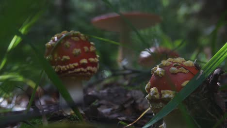 Amanita-Muscaria-Giftige-Pilze-Mit-Roter-Kappe-Und-Weißen-Flecken