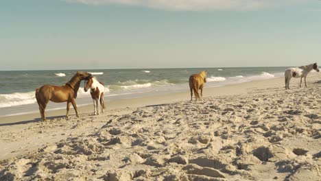 Four-wild-horses-hanging-out-on-the-beach
