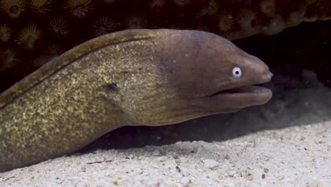 White-Eyed-Moray-Eel-mid-shot-poking-out-from-beneath-coral-boulder-in-Koh-Tao,-Thailand