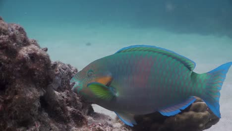 Parrotfish-grazing-algae-on-rocks-underwater-in-Koh-Tao-Thailand