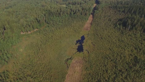 Swamp-Formed-in-the-Felled-Cut-Out-Forest-Section-1