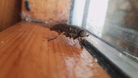 Close-Up-Of-Horsefly-Tabanidae-Diptera-Insect-On-A-Window-Glass