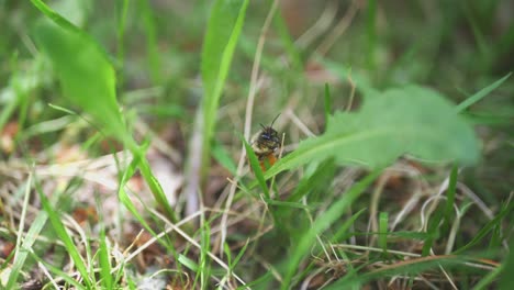 Close-Up-Shot-of-a-Honey-Bee-in-Green-Tall-Grass