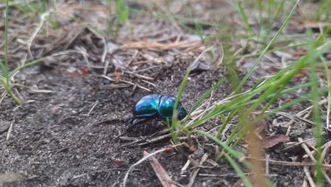 Un-Primerísimo-Plano-Negro-Azulado-Escarabajo-Tumblebug-De-Estiércol