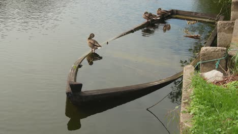 Ducks-Squat-On-A-Sunken-Old-Wooden-Boat