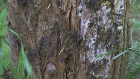 Insects-On-A-Rotten-Old-Tree-Stump