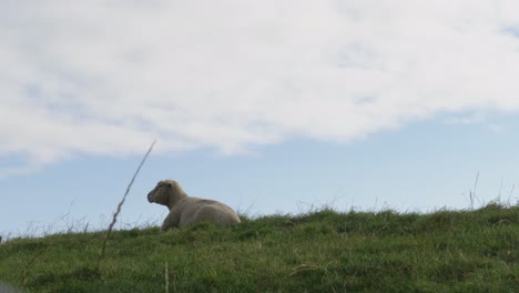 Schafe-Grasen-Im-Gehege-Auf-Holy-Island,-Anglesey,-Wales-3