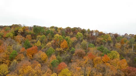 Aerial-view-of-the-trees-in-a-forest-in-fall-colors