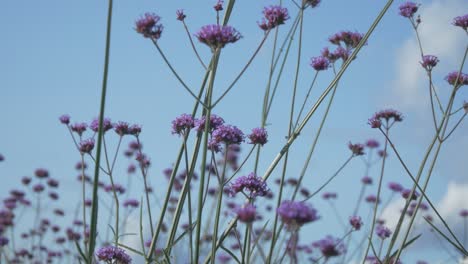 The-Wind-is-Swaying-Small-Flowers