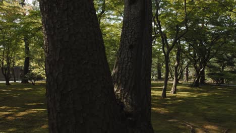Jardín-Kenroku-en,-Parque-De-Pinos---Kanazawa,-Ishikawa,-Japón