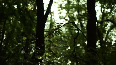 Lichtreflexe,-Die-Durch-Die-Bäume-Auftauchen