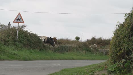 Pferde-Grasen-Auf-Einer-Von-Einem-Steinzaun-Umschlossenen-Weide-Auf-Holy-Island,-Anglesey,-Wales