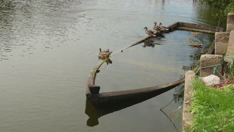 Die-Enten-Verlassen-Das-Versunkene-Alte-Holzboot
