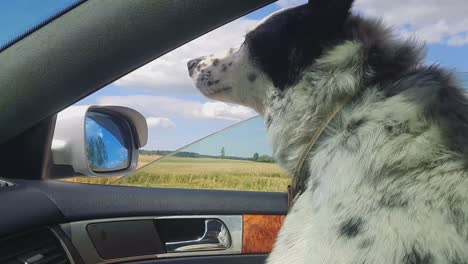 Der-Hund-Fährt-Auf-Dem-Beifahrersitz-Im-Auto-Mit
