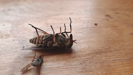 Nahaufnahme-Von-Horsefly-Tabanidae-Diptera-Insekt,-Das-Sich-Auf-Dem-Rücken-Auf-Einer-Holzoberfläche-Hinlegt