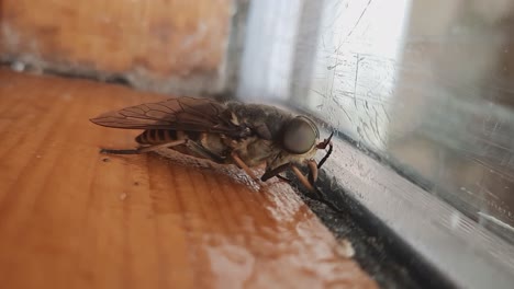 Nahaufnahme-Von-Horse-Fly-Tabanidae-Diptera-Insekt-Auf-Einem-Fensterglas