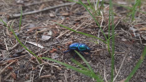 Cerrar-Escarabajo-Pelotero-Negro-Azulado