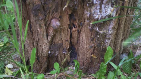 Insects-On-A-Rotten-Old-Tree-Stump-3