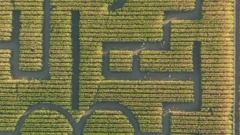 Guinness-Book-of-World-Records-largest-corn-maze-in-Dixon-California-top-down-drone-view