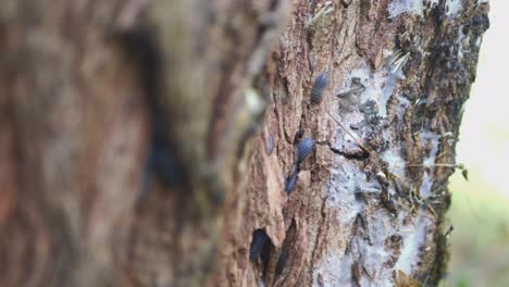 Insects-On-A-Rotten-Old-Tree-Stump-1