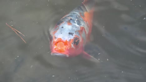 Koi-fish-pond---Nara,-Japan