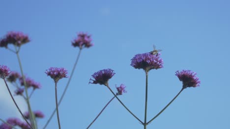 Honey-Bee-On-A-High-Swaying-Flower