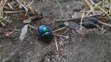 Cerrar-Negro-Azulado-Estiércol-Escarabajo-Tumblebug