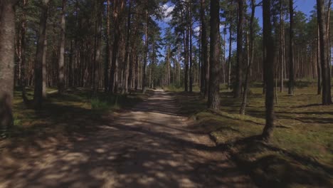 Gravel-Road-in-the-Coniferous-Forest-on-a-Sunny-Summer-Day