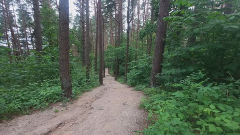 Walking-Trail-in-the-Deciduous-Forest-in-Summer