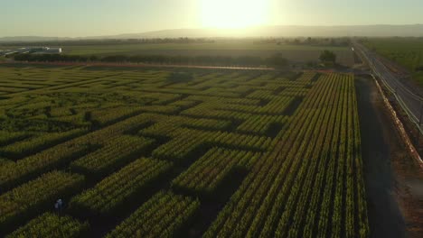 Guinness-Book-of-World-Records-largest-corn-maze-in-Dixon-California-drone-view-with-sunset
