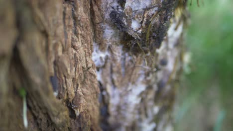 Close-Up-View-Of-Insects-On-A-Rotten-Old-Tree-Stump