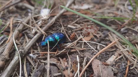 Primer-Plano-Negro-Azulado-Estiércol-Escarabajo-Tumblebug