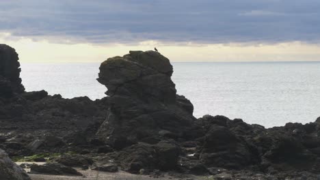 Little-Bird-On-The-Rocks-At-The-Seaside