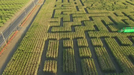 Guinness-Book-of-World-Records-largest-corn-maze-in-Dixon-California-drone-view-high-to-low