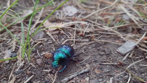Un-Primerísimo-Plano-Negro-Azulado-Estiércol-Escarabajo-Tumblebug