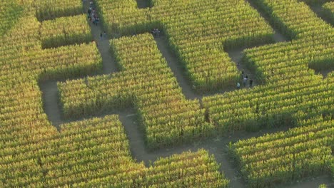 Guinness-buch-Der-Weltrekorde-Größtes-Maislabyrinth-In-Dixon-Kalifornien-Drohne-Nahaufnahme-Schwenk-Zur-Langen-Sicht