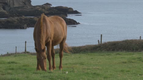 Horse-Graze-in-a-Pasture-At-Holy-Island,-Anglesey,-Wales