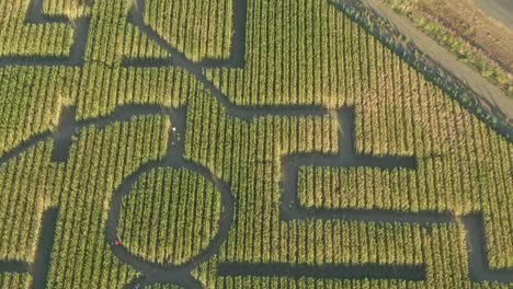 Guinness-Buch-Der-Rekorde-Größtes-Maislabyrinth-In-Dixon,-Kalifornien,-Drohnenansicht,-Nahaufnahme,-Schwenk-Zum-Ganzen-Labyrinth