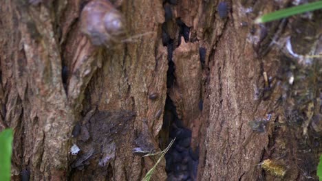 Close-Up-Of-Insects-On-A-Rotten-Old-Tree-Stump