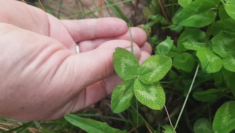 Woman-Holding-Four-Quadruple-Clover-In-Hands