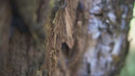 Insects-On-A-Rotten-Old-Tree-Stump-2